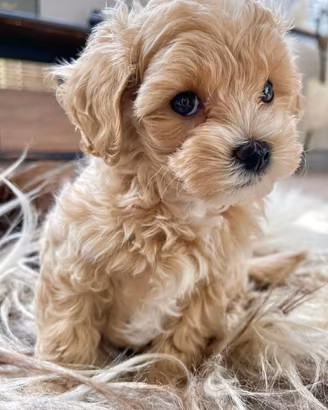 maltipoo cuccioli