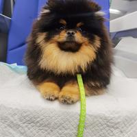 Monta volpino Pomerania BLACK & TAN toy