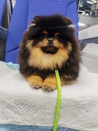 Monta volpino Pomerania BLACK & TAN toy