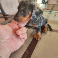 Bassotto Tedesco Arlecchino Silver