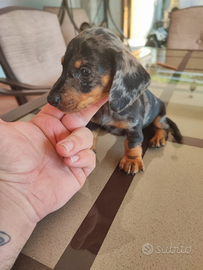 Bassotto Tedesco Arlecchino Silver