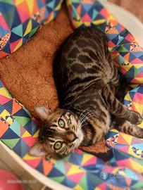Gatto Bengala