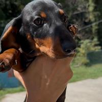 Cuccioli bassotto allevamento enci