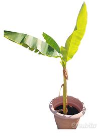 pianta di banano