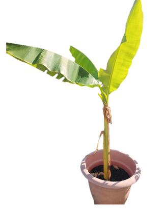 pianta di banano