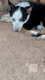 Australian cattle dog femmina cucciola