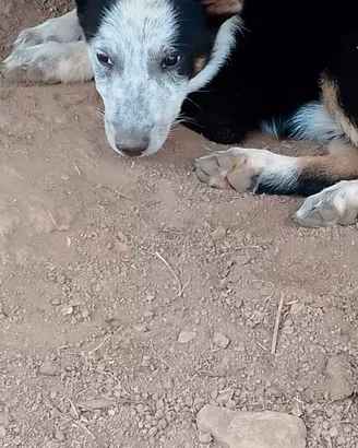 Australian cattle dog femmina cucciola