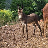 Asinelli Maschi e femmine