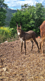 Asinelli Maschi e femmine