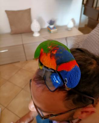 Uccelli