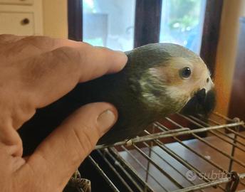 Pappagallo cenerino baby