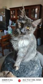 Piccole Maine coon