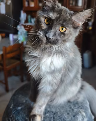 Piccole Maine coon