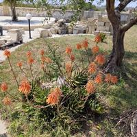 stupenda pianta grassa