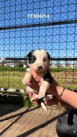 Cuccioli border collie