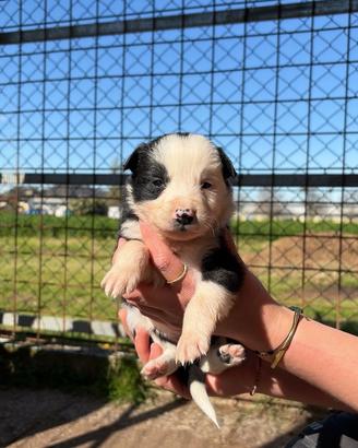 Cuccioli border collie