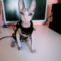 Stupendo don sphynx