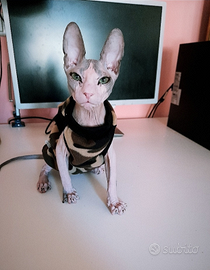 Stupendo don sphynx