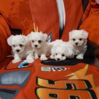 Maltese toy