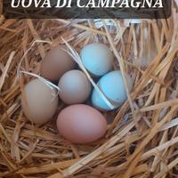 Uova di Campagna