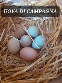 Uova di Campagna