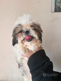 Cuccioli Shih tzu