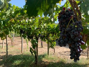 Uva da mosto nelle viti