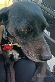 Zorro super dolce LEGGERE BENE