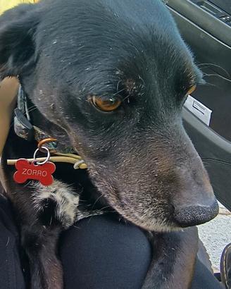 Zorro super dolce LEGGERE BENE