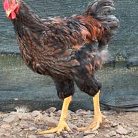 Gallo Wyandotte