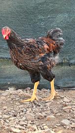 Gallo Wyandotte