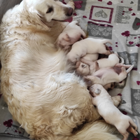 Golden Retriever con Pedigree ENCI