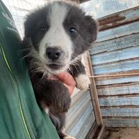 Cuccioli di border Collie