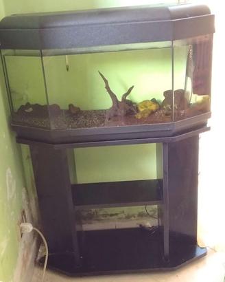 Acquario 