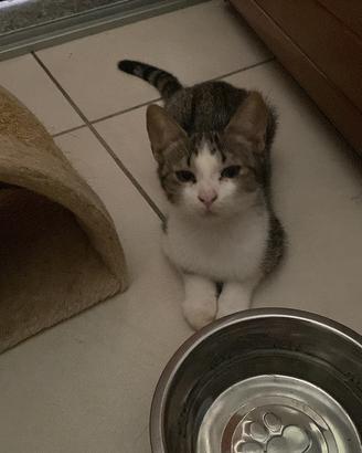 Gattini
