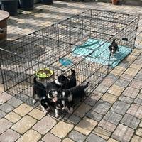 Border collie