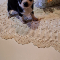 Ceduto Chihuahua mini maschi e femmine