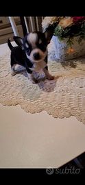 Ceduto Chihuahua mini maschi e femmine