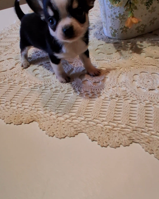Ceduto Chihuahua mini maschi e femmine