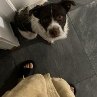 Regalassi cucciolo di 9 mesi