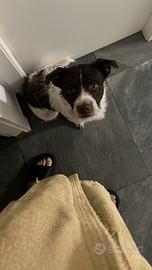 Regalassi cucciolo di 9 mesi