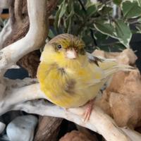 Canarina Gloster Pezzata - Pronta Cova