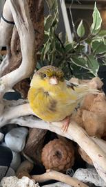 Canarina Gloster Pezzata - Pronta Cova