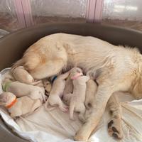 Cuccioli pastore maremmano