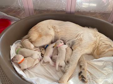 Cuccioli pastore maremmano
