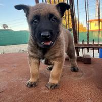 Cuccioli Pastore Belga