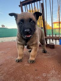 Cuccioli Pastore Belga