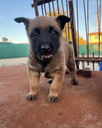 Cuccioli Pastore Belga