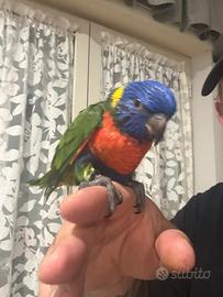 Pappagalli