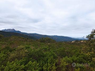 Terreno agricolo con vista mare